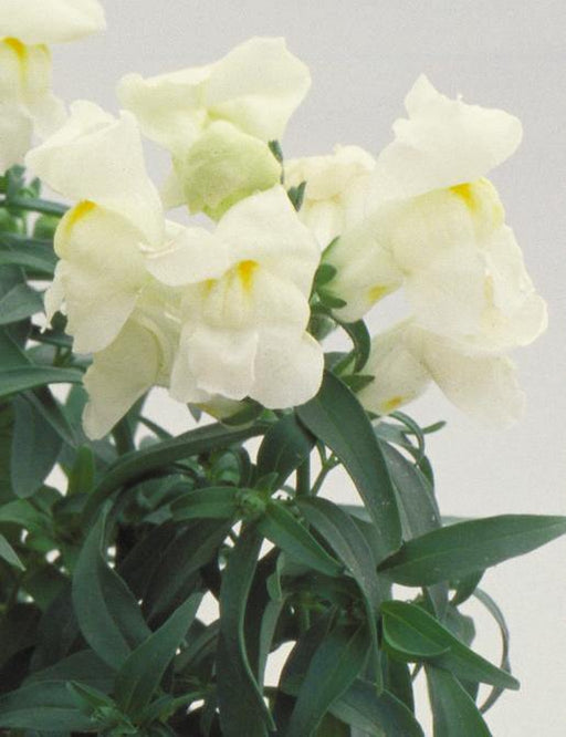 Antirrhinum Floral Showers White Flower seeds - CGASPL