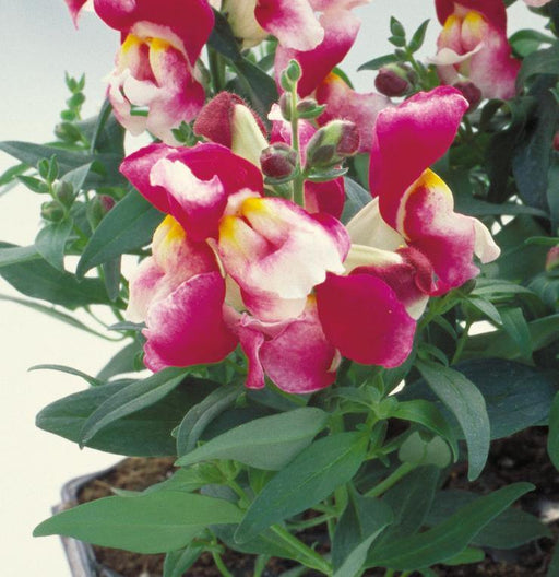 Antirrhinum Floral Showers Wine Bicolor Flower seeds - CGASPL