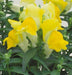 Antirrhinum Floral Showers Yellow Flower seeds - CGASPL