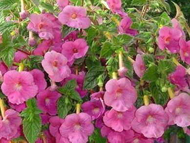Achimenes Ashcharinila Light Pink Flower Bulbs (Pack of 12) - CGASPL