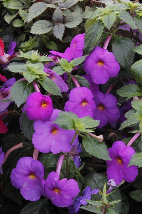 Achimenes Chatlia Purple Flower Bulbs (Pack of 12) - CGASPL
