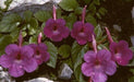 Achimenes Pulcherrima Brown Flower Bulbs (Pack of 12) - CGASPL