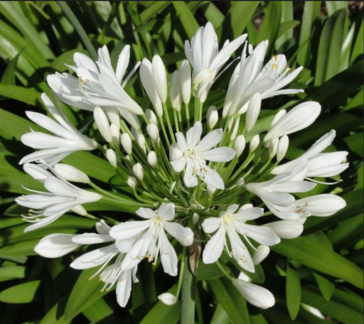 Agapanthus Umbellatus White Flower Bulbs (Pack of 10) - CGASPL
