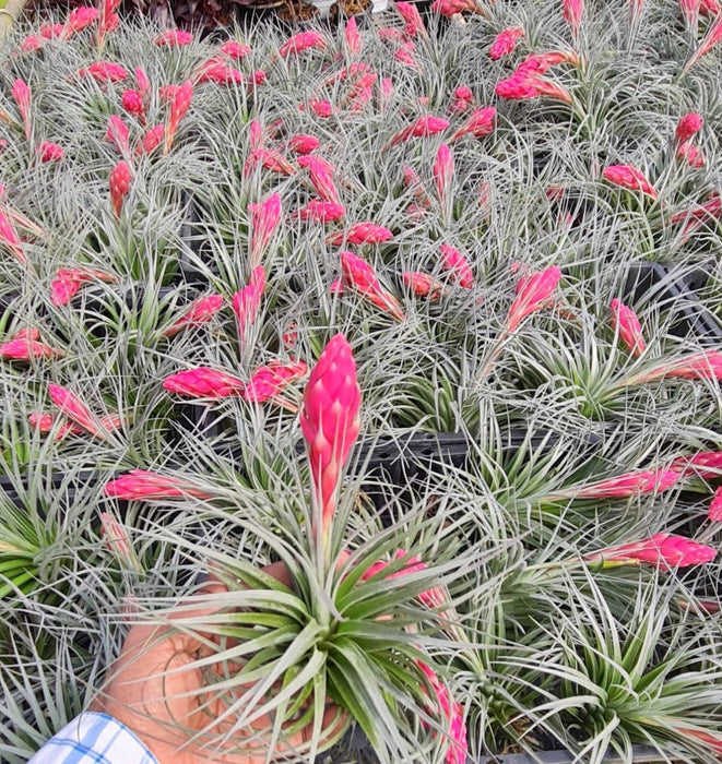 Tillandsia Recurvifolia | 'Houston' Air Plant