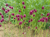 Allium Sphaerocephalon Flower Bulbs (Pack of 6 Bulbs) - CGASPL