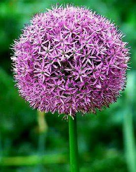 Allium Violet Flower Bulbs (Pack of 3) - CGASPL