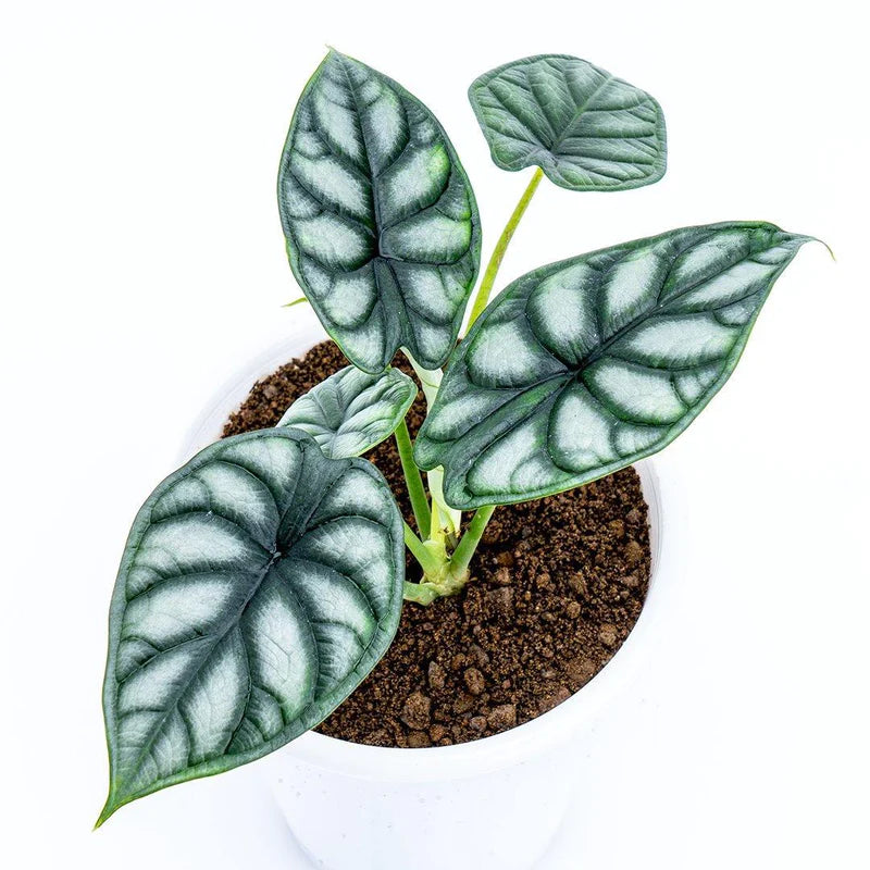 Buy Alocasia Dragon Scale Online India for Exotic Space