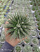 Aloe Haworthioides Succulent Plant - ChhajedGarden.com