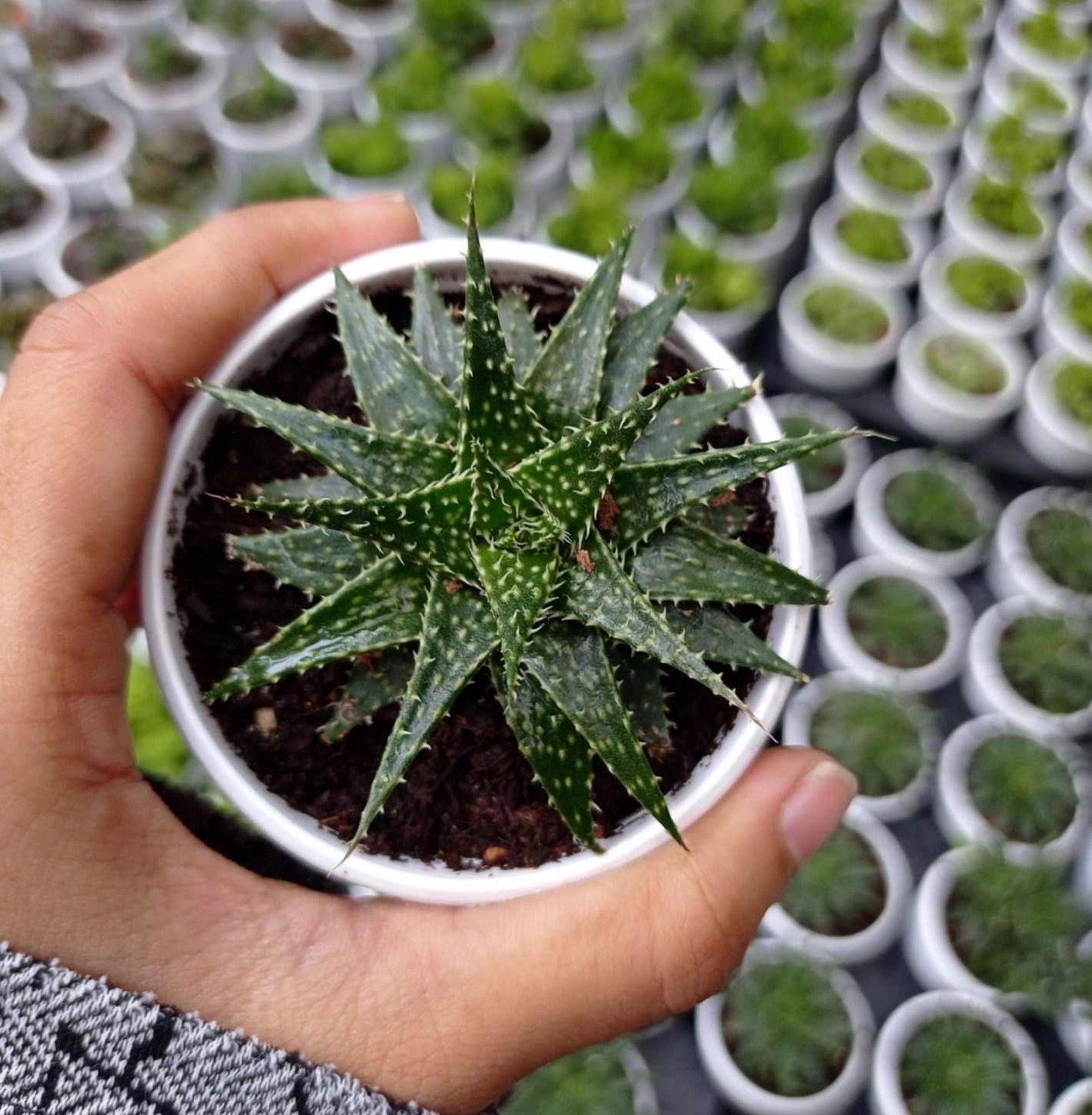 Buy Aloe Vera Pepe (Aloe 'Minnie Belle