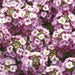 Alyssum Clear Crystals Lavender Shades Flower Seeds - ChhajedGarden.com