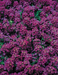 Alyssum Wonderland Deep Purple Flower Seeds - ChhajedGarden.com