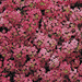 Alyssum Wonderland Deep Rose Flower Seeds - ChhajedGarden.com