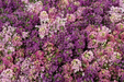 Alyssum Wonderland Mix Flower Seeds - ChhajedGarden.com