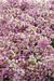 Alyssum Wonderland Pink Flower Seeds - ChhajedGarden.com