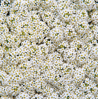 Alyssum Wonderland White Flower Seeds - ChhajedGarden.com