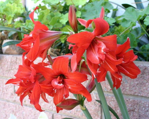 Amaryllis Australian Red Flower Bulbs (Pack of 10) - CGASPL