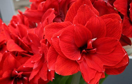 Amaryllis Double Red Flower Bulbs (Pack of 6 Bulbs) - CGASPL