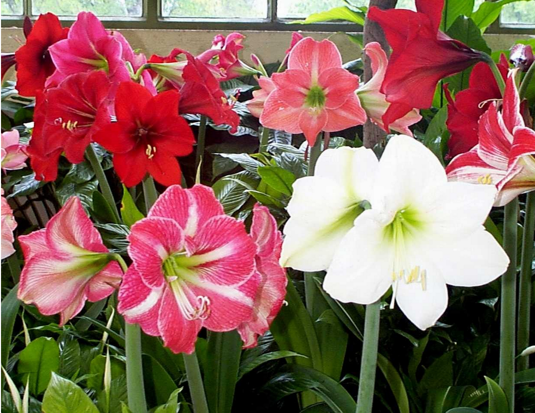 Amaryllis