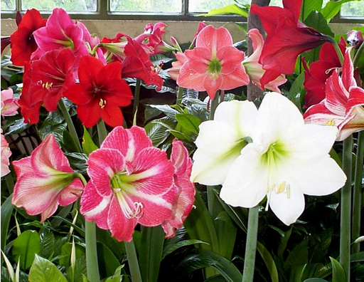 Amaryllis Dutch hybrids Mixed Flower Bulbs (Pack of 6) - CGASPL