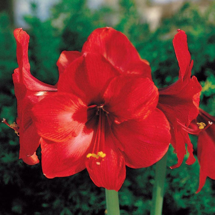 Amaryllis Hippeastralia Red Flower Bulbs (Pack of 10) - CGASPL