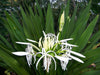 Amaryllis White Flower Bulbs (Pack of 10) - CGASPL