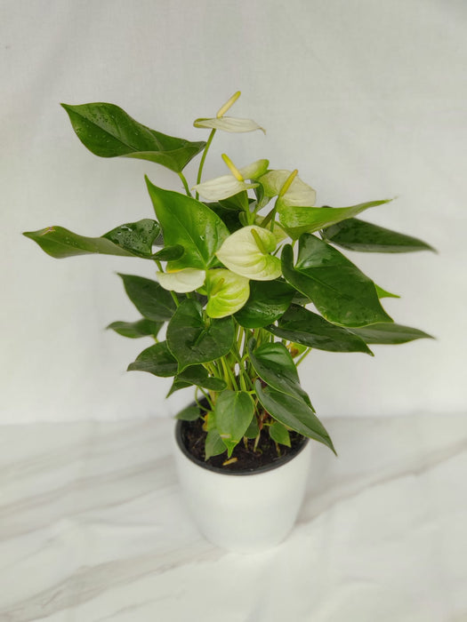 Anthurium White Color Flowering Plant