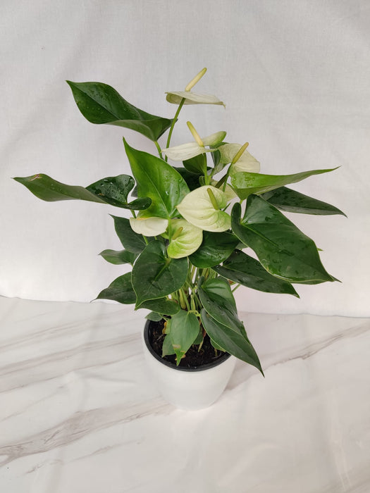 Anthurium White Color Flowering Plant