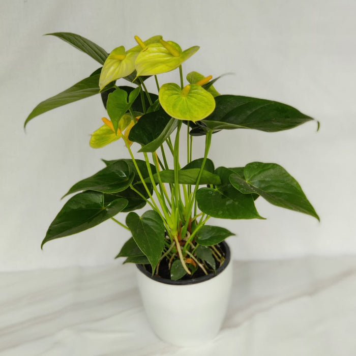 Exotic Anthurium Yellow Color Flowering Plant