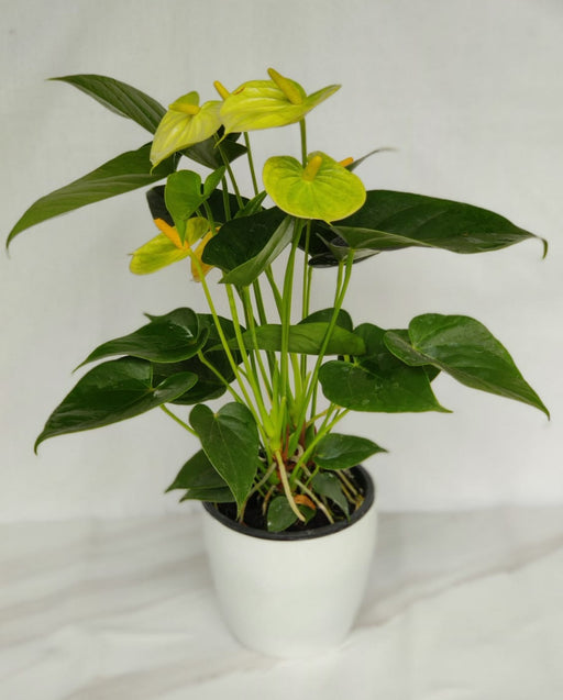 vanilla yellow anthurium Exotic Anthurium Yellow Color Flowering Plant – ChhajedGarden.com