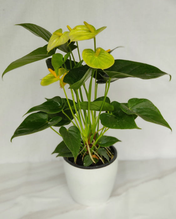 Exotic Anthurium Yellow Color Flowering Plant