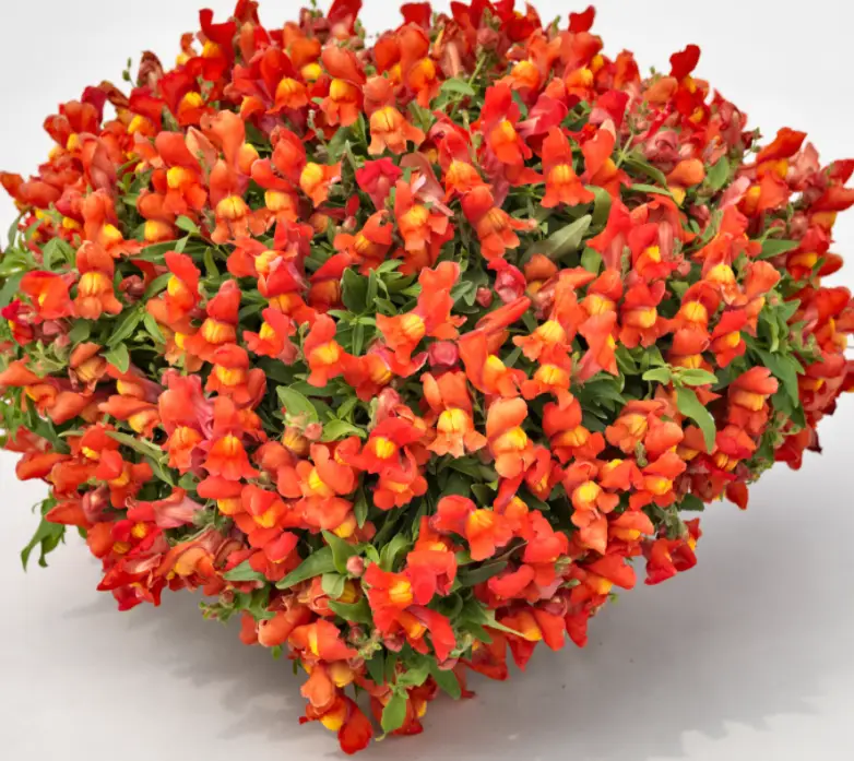Antirrhinum Candy Showers Orange Flower Seeds - CGASPL
