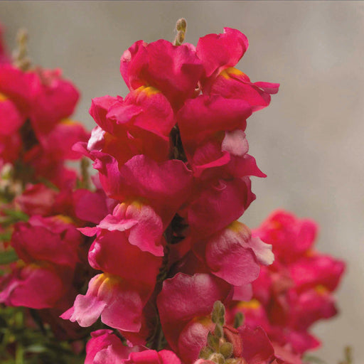 Antirrhinum Floral Showers Rose Flower Seeds - ChhajedGarden.com