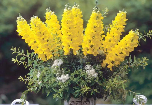 Antirrhinum Legend Yellow Flower Seeds - CGASPL