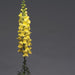 Antirrhinum Potomac Early Yellow Flower Seeds - CGASPL