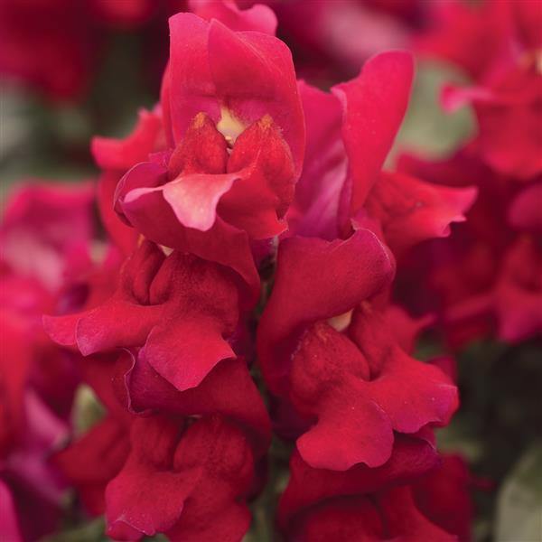 Antirrhinum Snapshot Red Flower Seeds - CGASPL