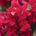 Antirrhinum Snapshot Red Flower Seeds - CGASPL