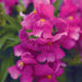 Antirrhinum Snapshot Purple Flower Seeds - CGASPL
