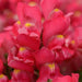 Antirrhinum Snapshot Rose Flower Seeds - CGASPL