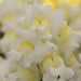 Antirrhinum Snapshot White Flower Seeds - CGASPL