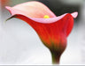 Arum Red Color Flower Bulbs (Pack of 3) - CGASPL