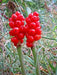 Arum Red Color Flowers Bulbs (Pack of 3 Bulbs) - CGASPL