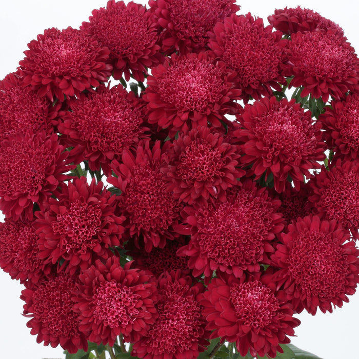 Aster Bonita Scarlet Flower Seeds - CGASPL