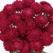 Aster Bonita Scarlet Flower Seeds - CGASPL