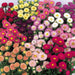 Aster Matsumoto Mix Flower Seeds - CGASPL