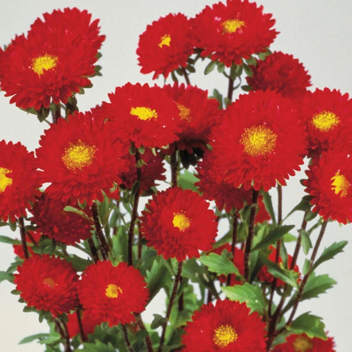 Aster Matsumoto Red Flower Seeds - CGASPL