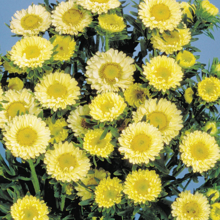 Aster Matsumoto Yellow Flower Seeds - CGASPL