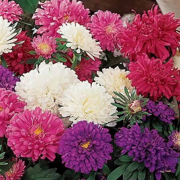 aster pot n patio mix Aster Pot & Patio Mix Flower Seeds