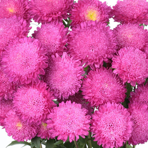 Aster Bonita Pink Flower Seeds - CGASPL