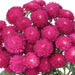 Aster Bonita Rose Flower Seeds - CGASPL
