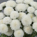 Aster Bonita White Flower Seeds - CGASPL